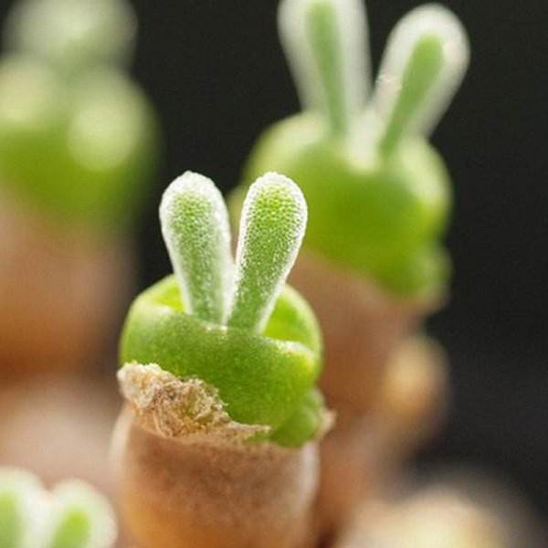 The 'Bunny Succulent': Adorable plant that looks like it has bunny ears