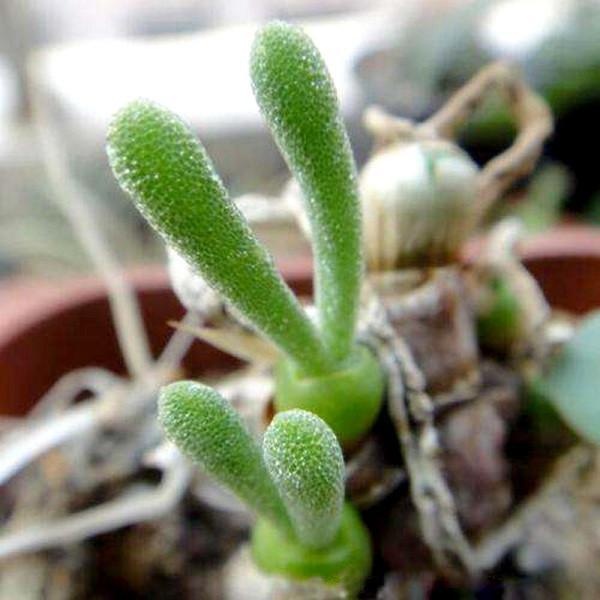 The 'Bunny Succulent': Adorable plant that looks like it has bunny ears