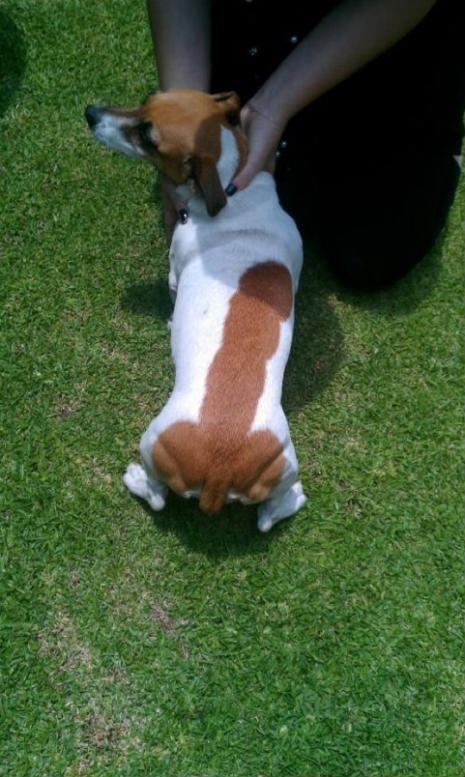 dog_called_dick