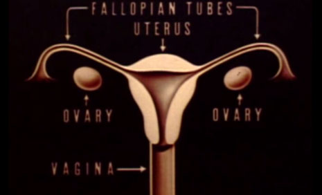 Fallopian Tubes