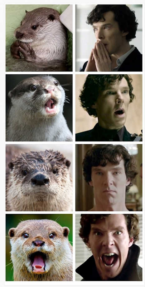 otters_benedict_cumberbatch