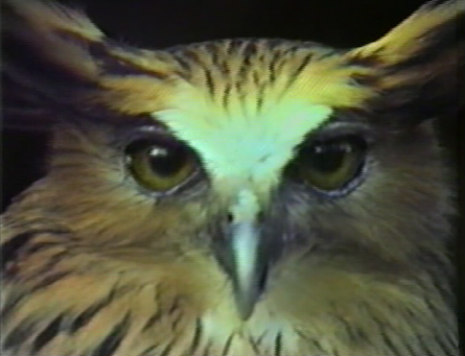 chris_marker_owl