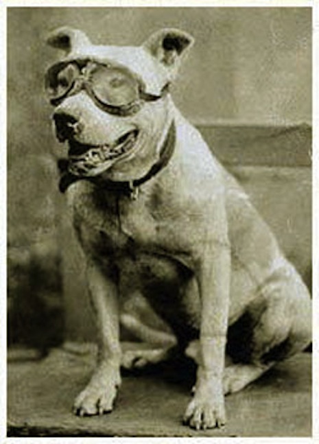 Bud the automotive pit bull