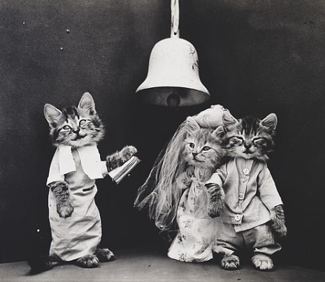 whittiercatwedding