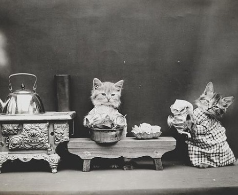 whittiercatdishes