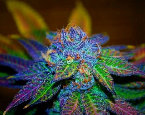 Incredible timelapse footage of growing marijuana plants