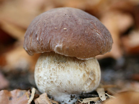 boletus.jpg