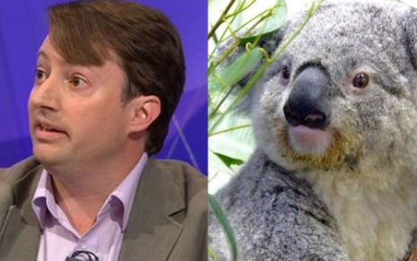 mitchell_koala_1