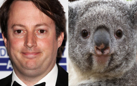 mitchellkoala3