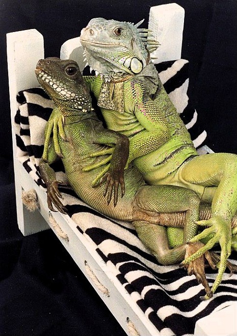 Lizard lovers