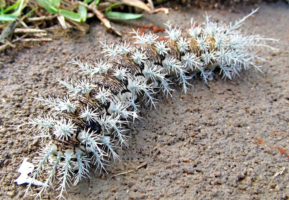 The Lonomia obliqua