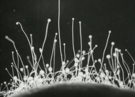 life_cycle_of_the_pin_mould