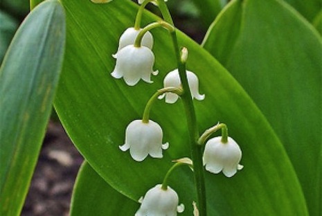 A flower