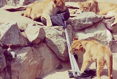 Zoo jeans