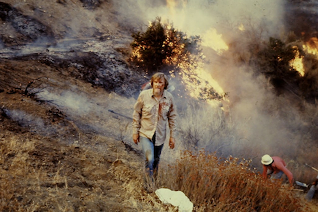 Forest fire