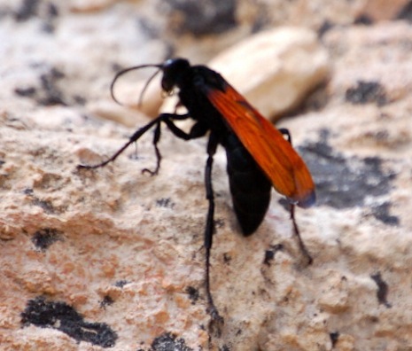 Pepsis wasp