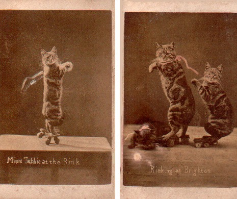 pointercatsgolf