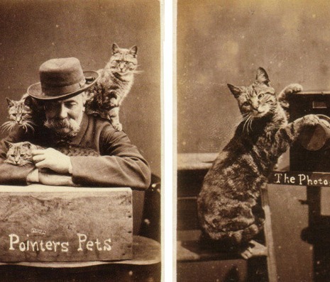 pointercatphotog